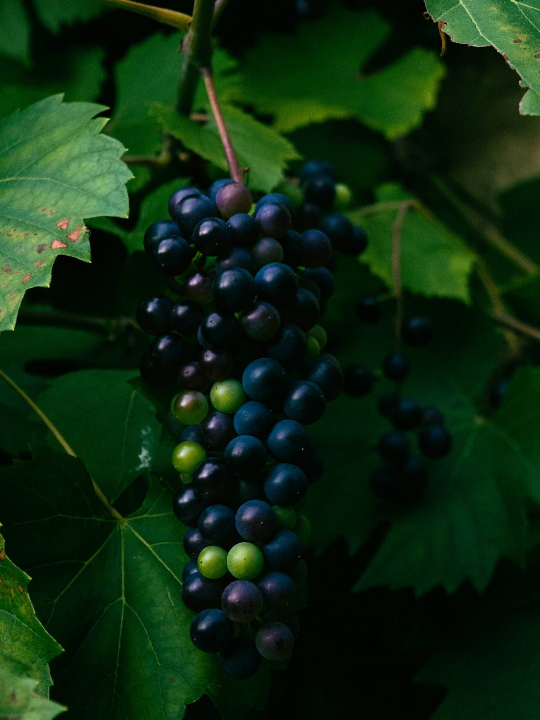 a bunch of grapes hanging from a tree
